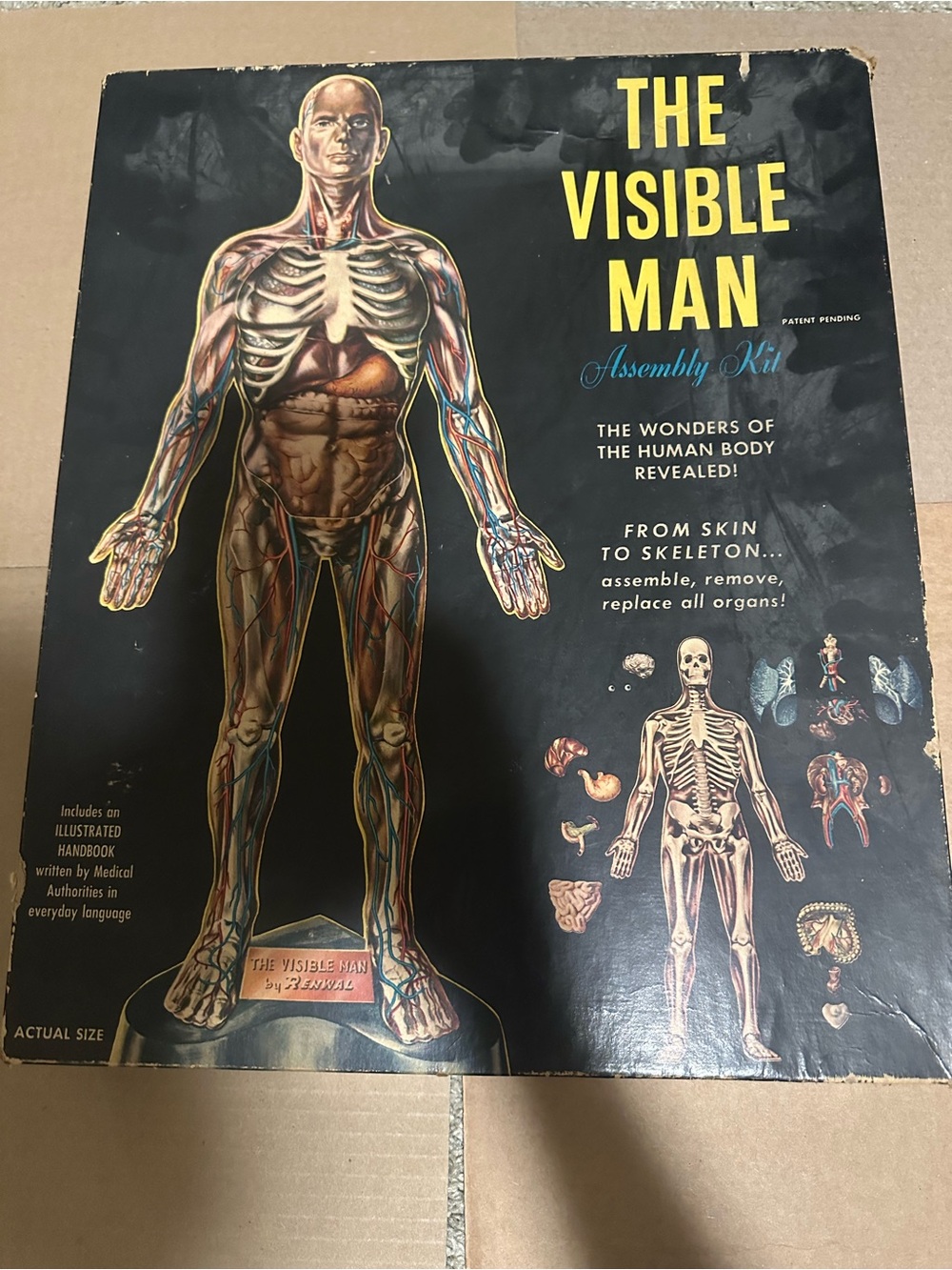 The visible man vintage 1950s era